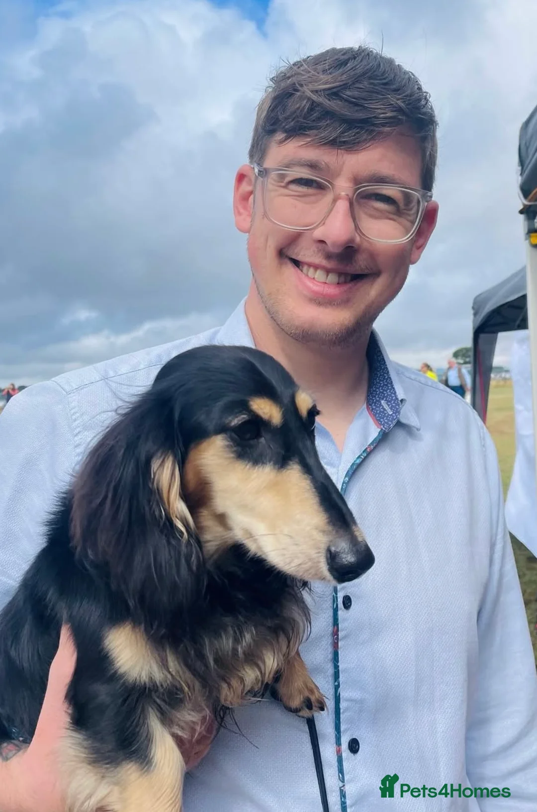 Miniature Dachshund dogs for stud: KC Registered - Health Tested - Proven Stud Dog 🏅 - Advert 15