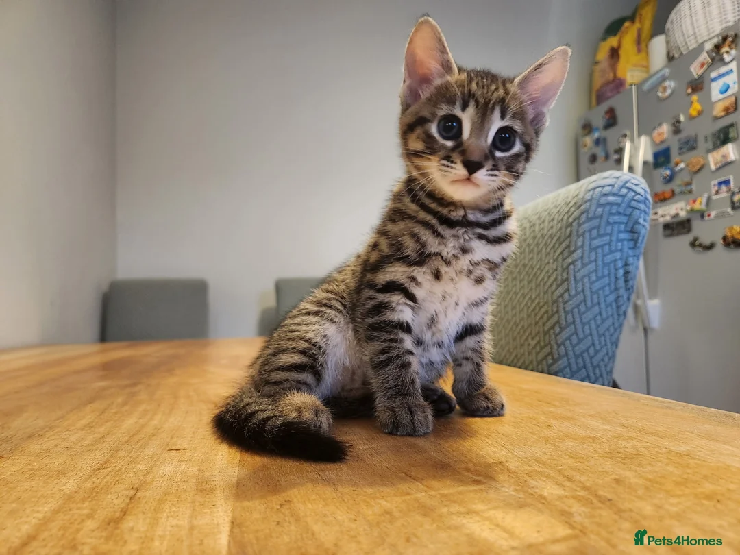 Mixed Breed cats for sale: 3 beautiful kittens - Advert 5