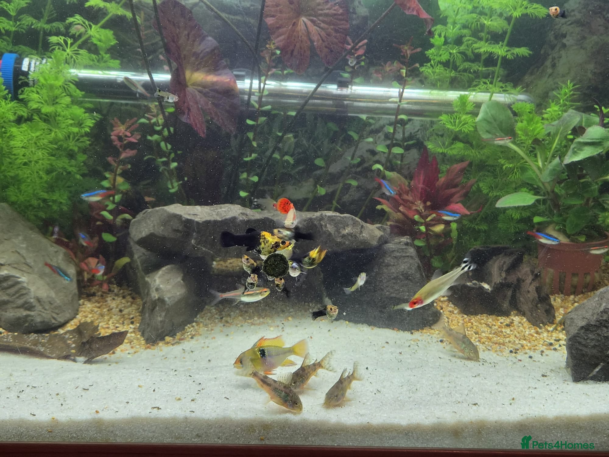 Live Bearers fish Dragon and Cobra Tail Guppies for sale - Advert 1