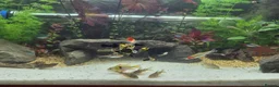 Live Bearers fish for sale: Dragon and Cobra Tail Guppies for sale in Bury - Advert 1