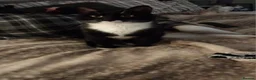 Mixed Breed cats for sale: Two Gorgeous Male house cats - Advert 3