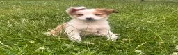 Mixed Breed dogs for sale: 4 beautiful collie pups  - Advert 7
