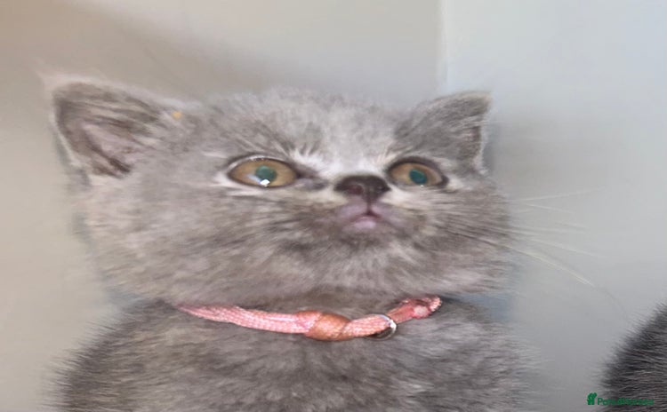 British Shorthair cats - Advert 16