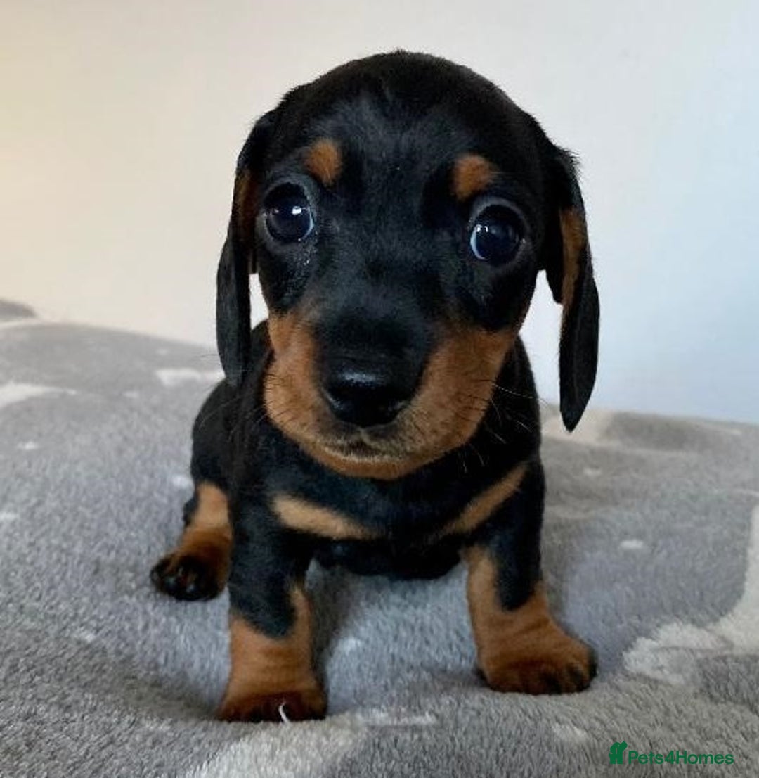 Miniature Dachshund dogs for sale: Affectionate loving silver dapple doxies  - Image 7