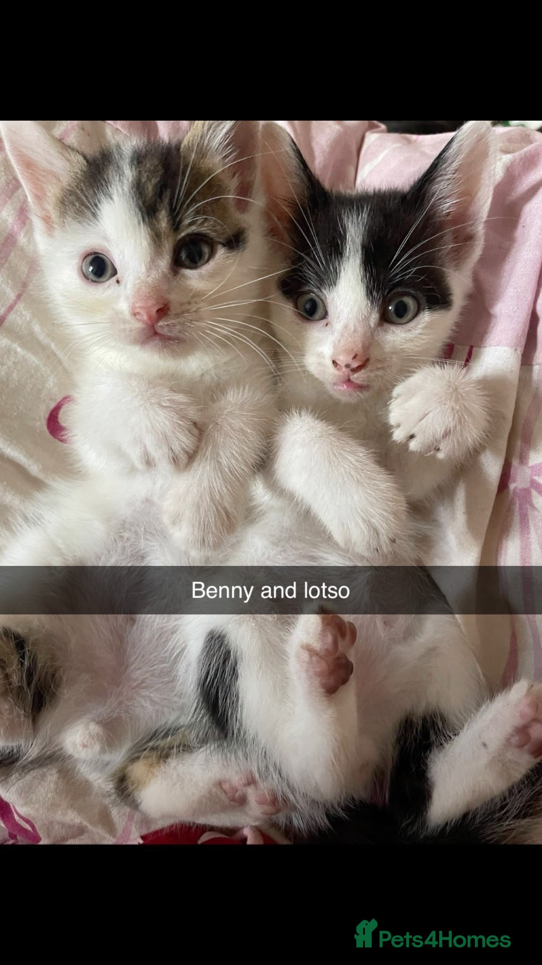 Domestic Shorthair cats Beautiful playful loving kittens  - Advert 11