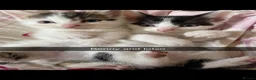 Domestic Shorthair cats for sale: Beautiful playful loving kittens  in Wolverhampton - Advert 1
