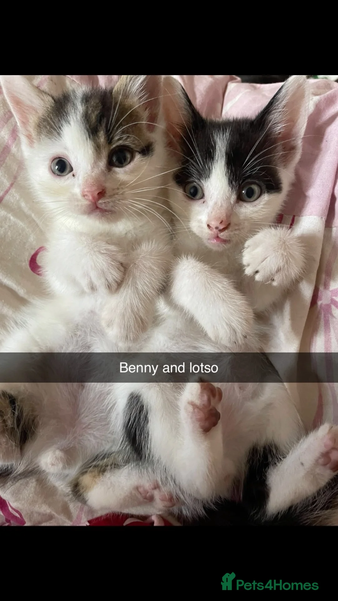 Domestic Shorthair cats for sale: Beautiful playful loving kittens  in Wolverhampton - Advert 1