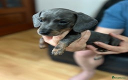 Dachshund dogs for sale: 4 Beautiful miniture dachshunds  - Image 13