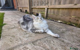 Maine Coon cats for sale: Affectionate & Handsome Purebred Maine Coon Boy  - Image 6