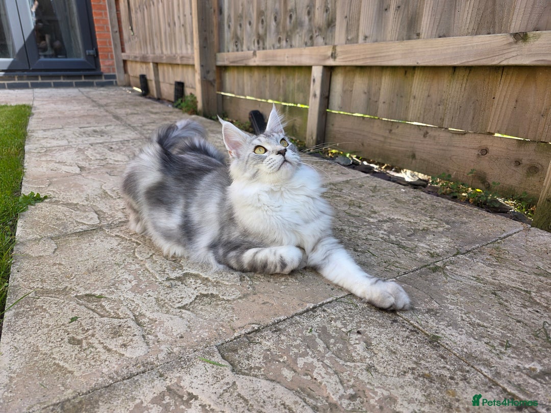 Maine Coon cats for sale: Affectionate & Handsome Purebred Maine Coon Boy  - Image 6