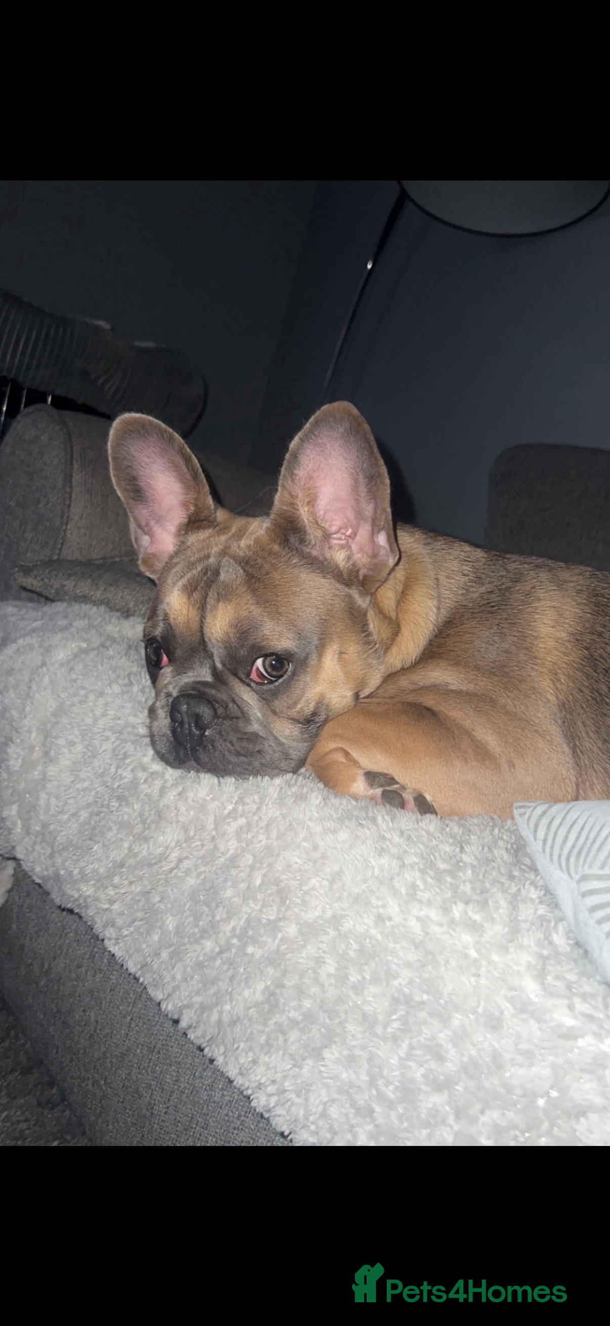 French Bulldog dogs French ball dog - Advert 4