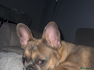 French Bulldog dogs French ball dog - Advert 16