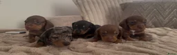 Miniature Dachshund dogs for sale: Stunning Miniature Dachshund Puppies Available - Advert 1
