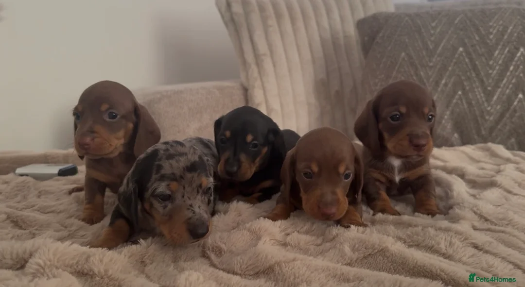 Miniature Dachshund dogs for sale: Stunning Miniature Dachshund Puppies Available - Advert 1