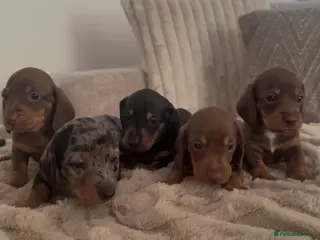 Miniature Dachshund dogs Stunning Miniature Dachshund Puppies Available - Advert 4