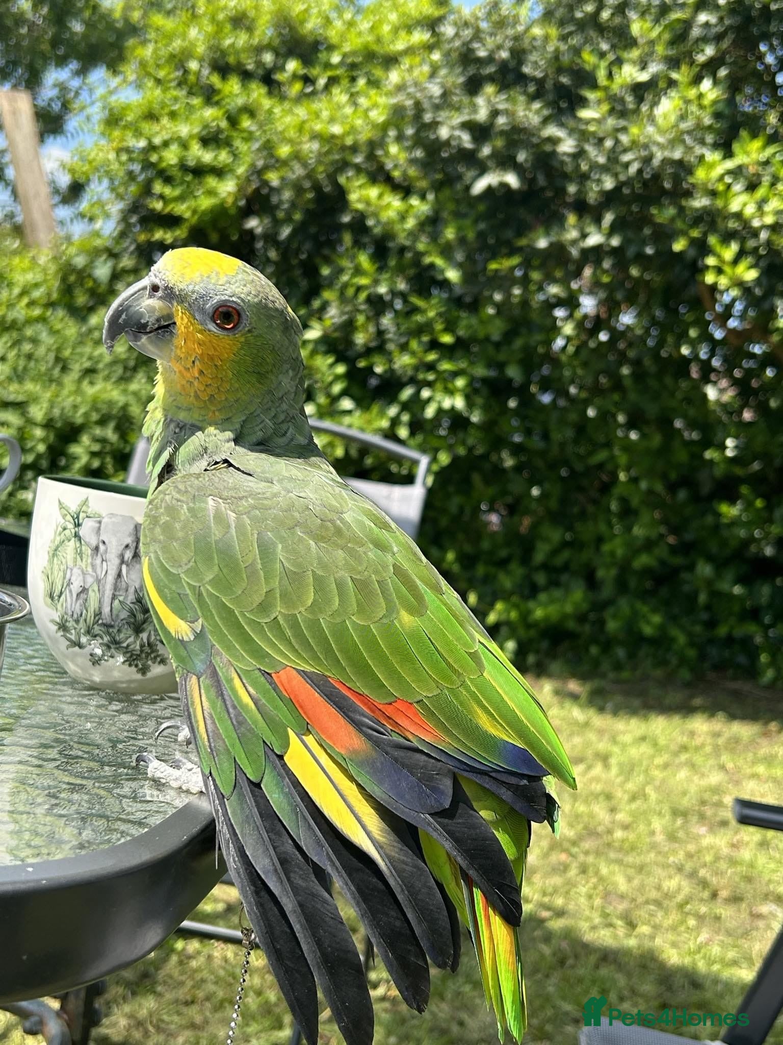 Parrots birds Orange wing Amazon parrot - Advert 1