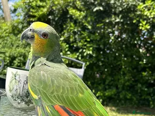 Parrots birds Orange wing Amazon parrot - Advert 1