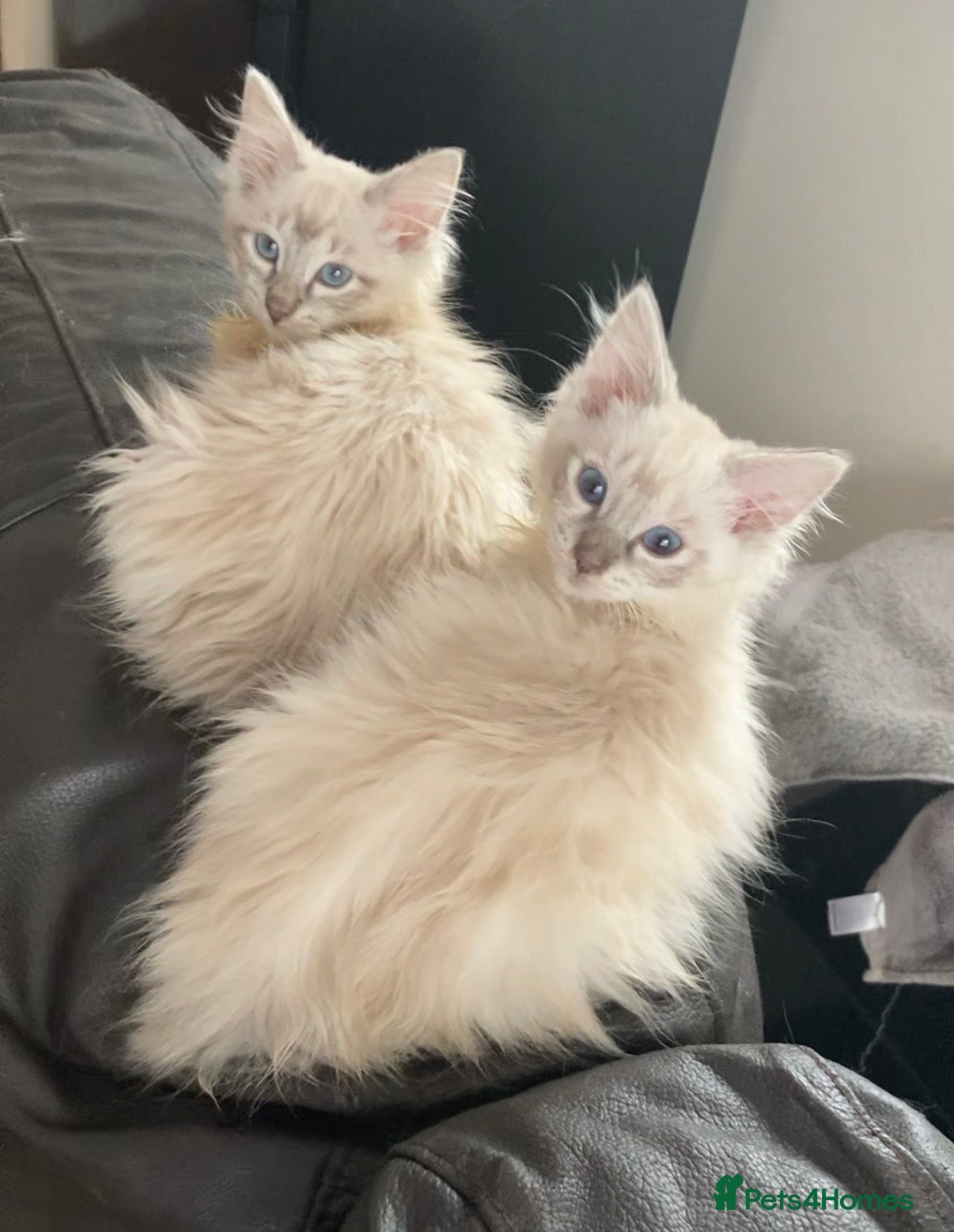 Ragdoll cats Beautiful Lilac Ragdoll x Siamese kittens - Advert 1