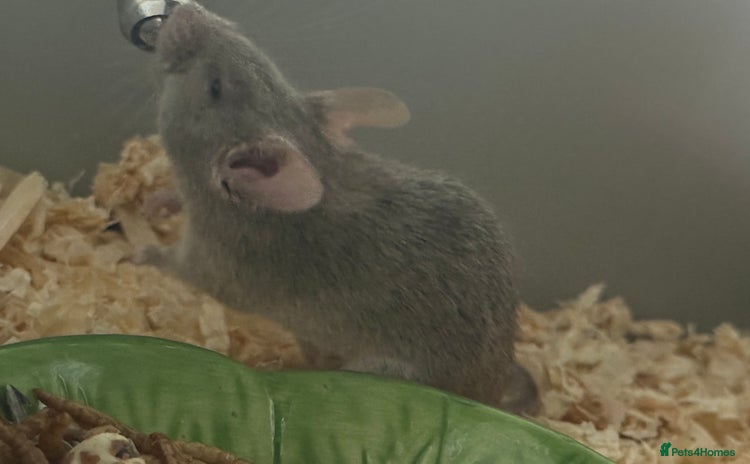 Mouse rodents - Advert 1