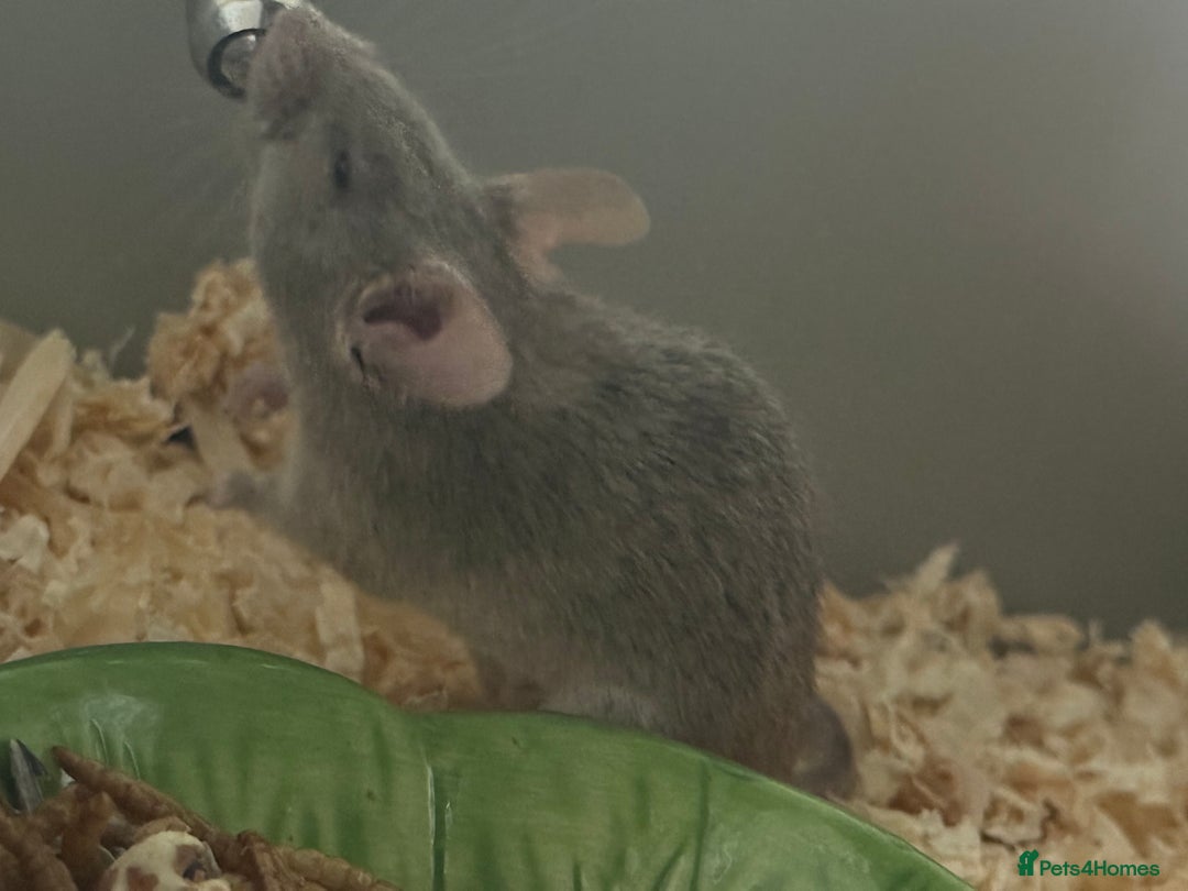 Mouse rodents for sale: Fancy mice - Image 1