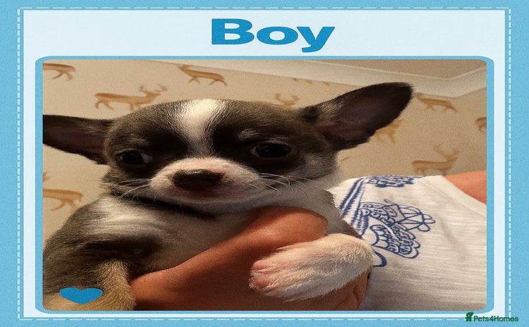 Chihuahua dogs - Advert 3