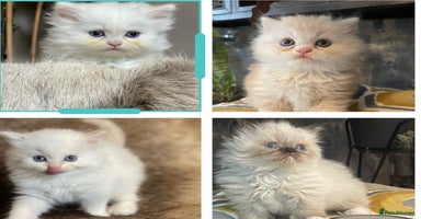 Persian cats - Advert 3