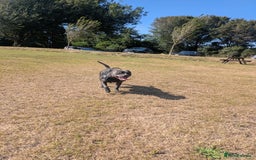 Staffordshire Bull Terrier dogs for sale: Blue staff for sale  - Image 34