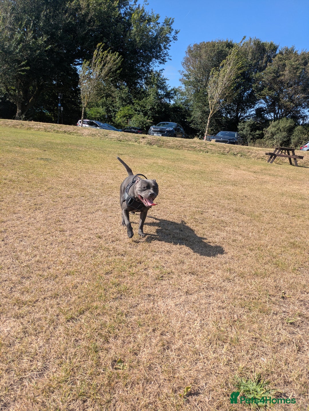 Staffordshire Bull Terrier dogs for sale: Blue staff for sale  - Image 34