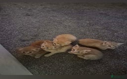 Mixed Breed cats for sale: Ginger kittens  - Image 2