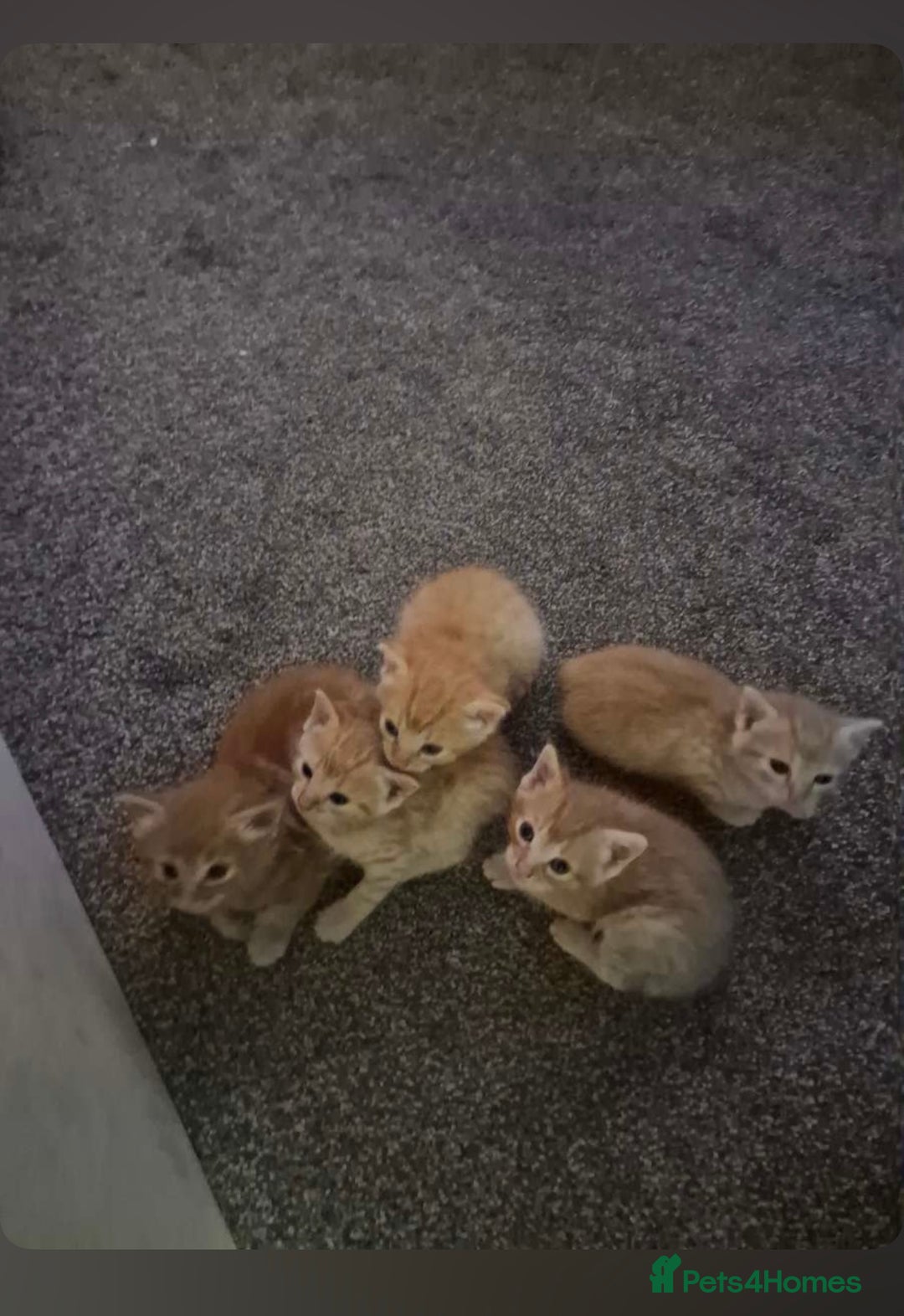 Mixed Breed cats for sale: Ginger kittens  - Image 2