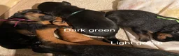 Rottweiler dogs for sale: Germany and America Rottweiler mix - Advert 14