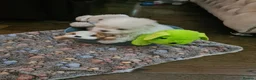 Maltese dogs for sale: EXQUISITE 5STAR TOY MINIATURE KOREAN MALTESE PUPPY - Advert 7