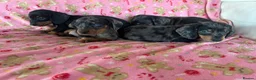 Dachshund dogs for sale: Beautiful dachshund puppies for sale  - Advert 3