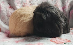 Guinea Pig rodents for sale: Cute pair boy guinea pigs  - Image 6