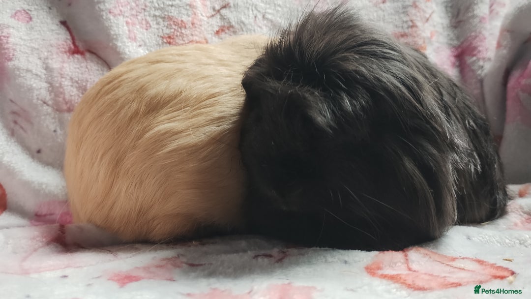 Guinea Pig rodents for sale: Cute pair boy guinea pigs  - Image 6
