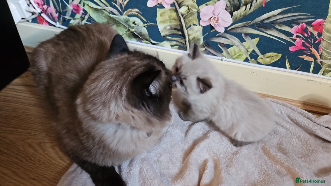 Ragdoll cats for sale: Ragdoll kittens  - Image 10