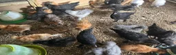 Chickens poultry for sale: Silkie hens 16 weeks old - Advert 4