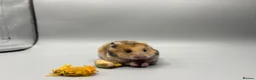 Hamster rodents for sale: Pedigree tame Syrian hamster pups  - Advert 10