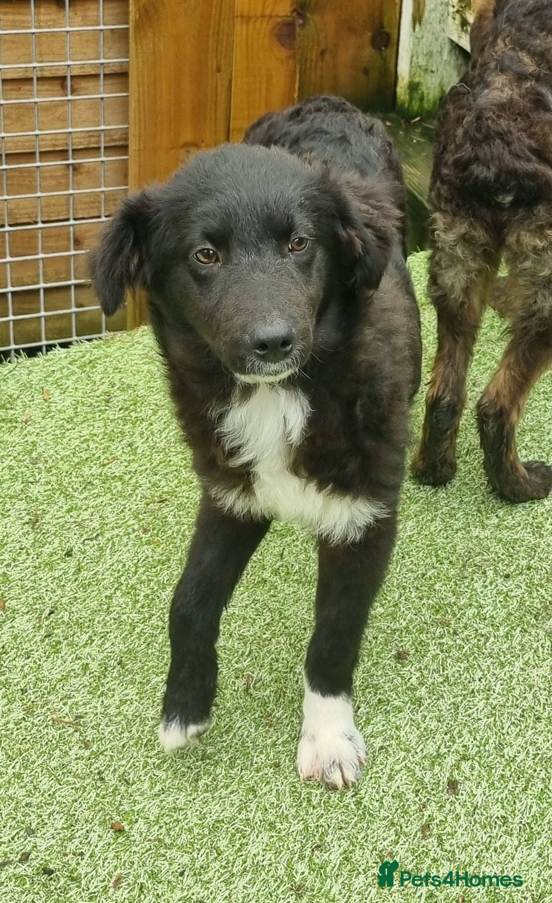 Mixed Breed dogs for adoption: Pepper - In Ayr Looking for a home  - Advert 2