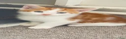 Mixed Breed cats for sale: KITTEN - Advert 4