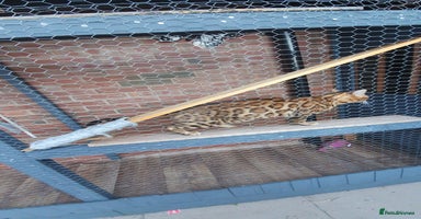 Bengal cats in Wolverhampton - Advert 8