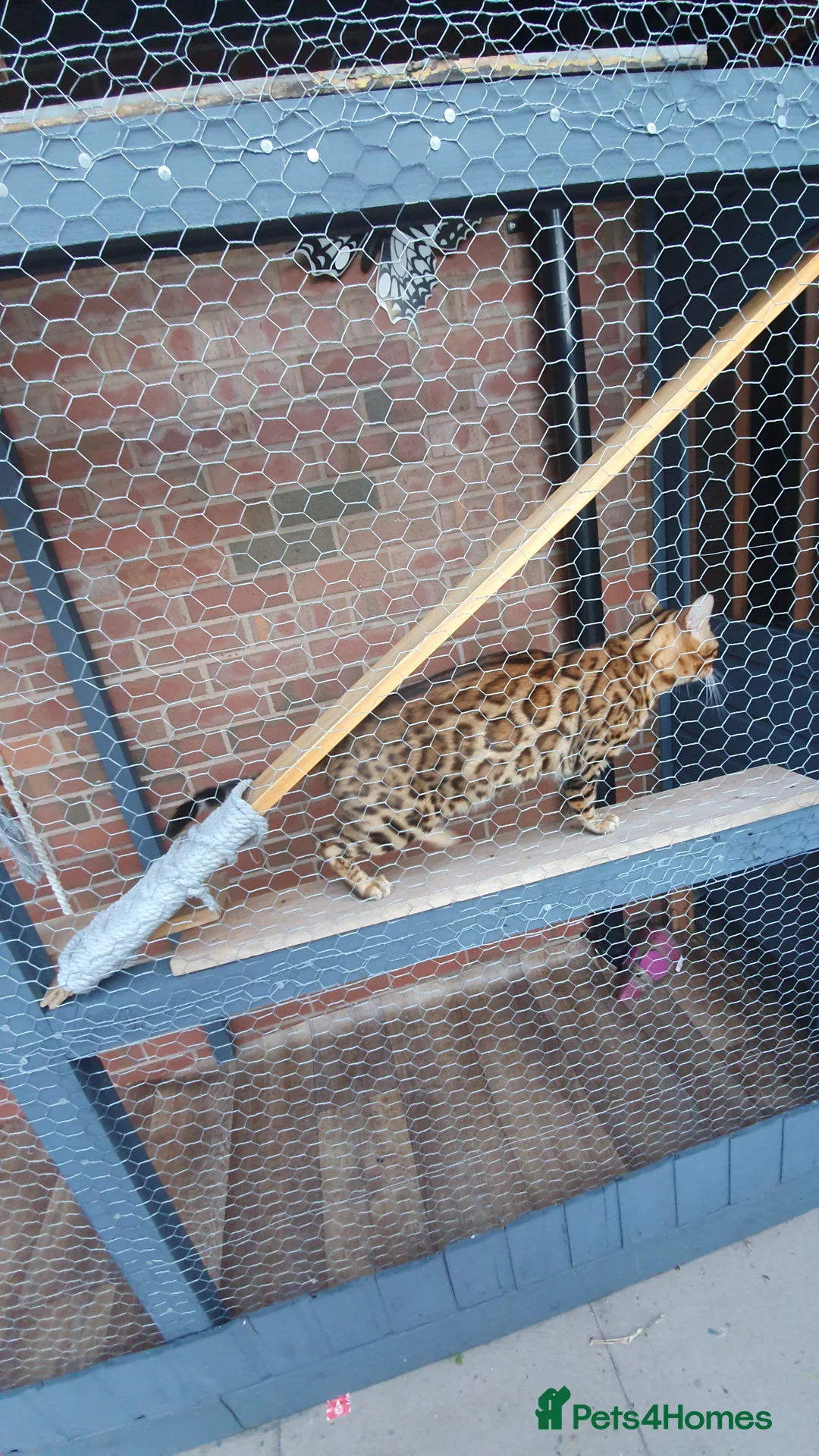 Bengal cats for stud: Stunning Male Bengal Stud 🌟TICA REGISTERED🌟 in Wolverhampton - Advert 2