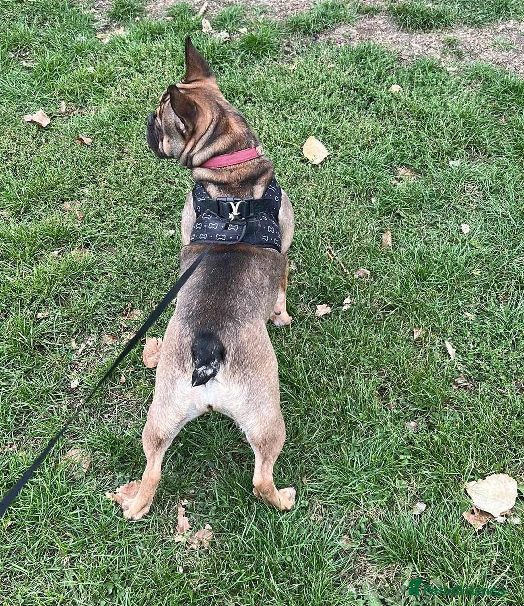 French Bulldog dogs for sale: Poppy - Advert 11