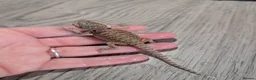 Bearded Dragon reptiles for sale: Baby bearded dragons  - Advert 3