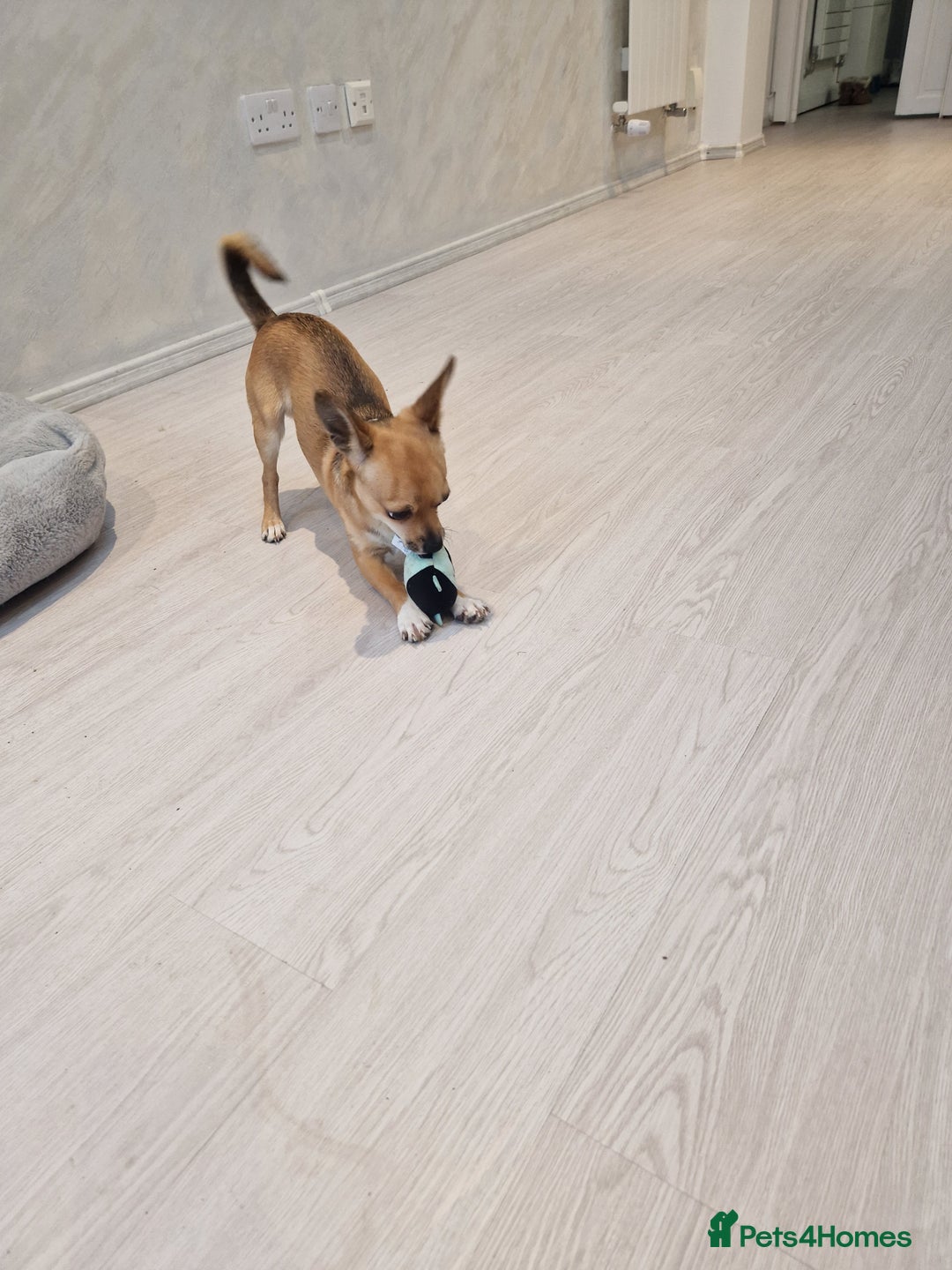 Chihuahua dogs for sale: Chihuahua puppies  - Advert 7