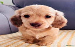 Miniature Dachshund dogs for sale: Beautiful cream long hair miniature dachshunds  - Image 4