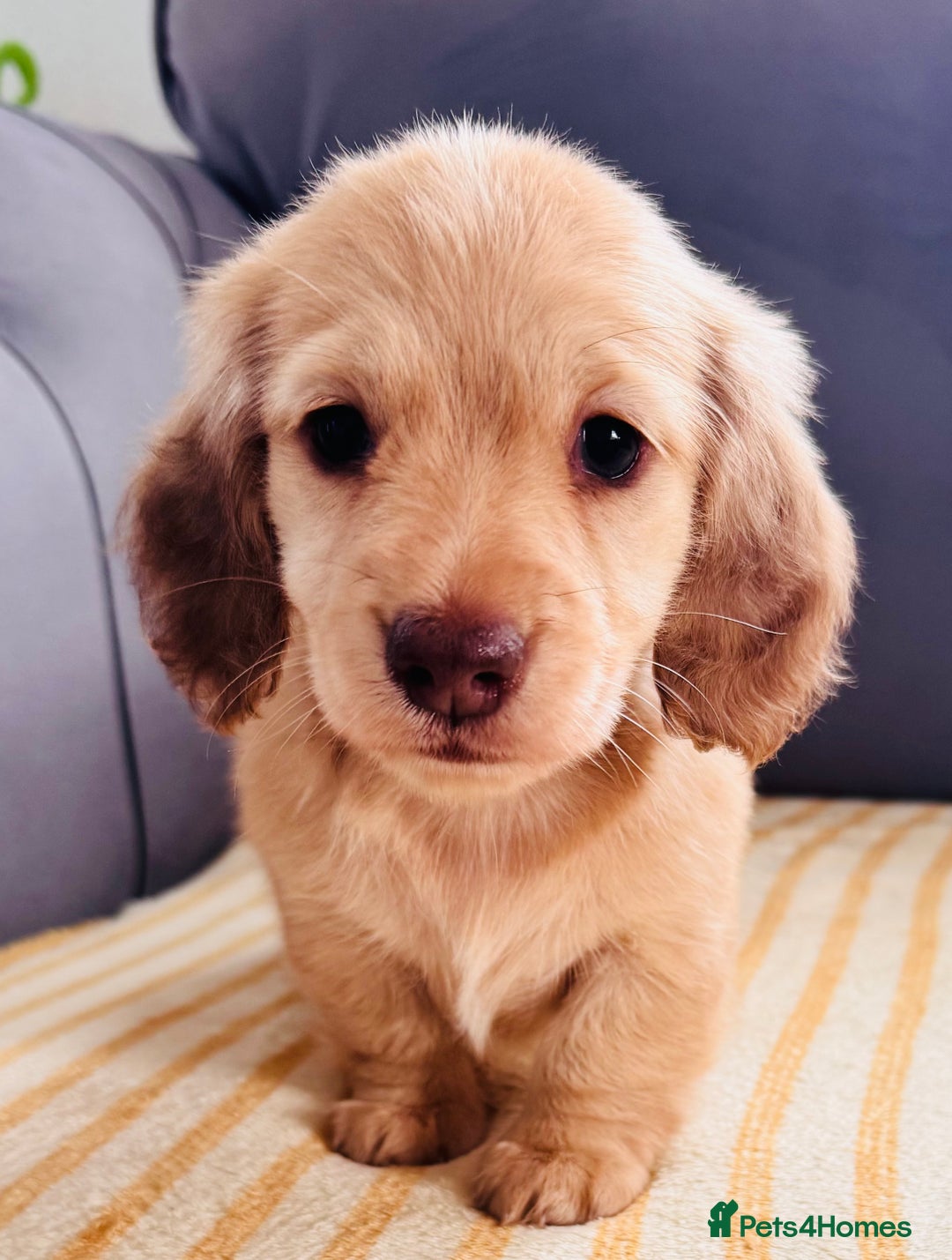 Miniature Dachshund dogs for sale: Beautiful cream long hair miniature dachshunds  - Image 4