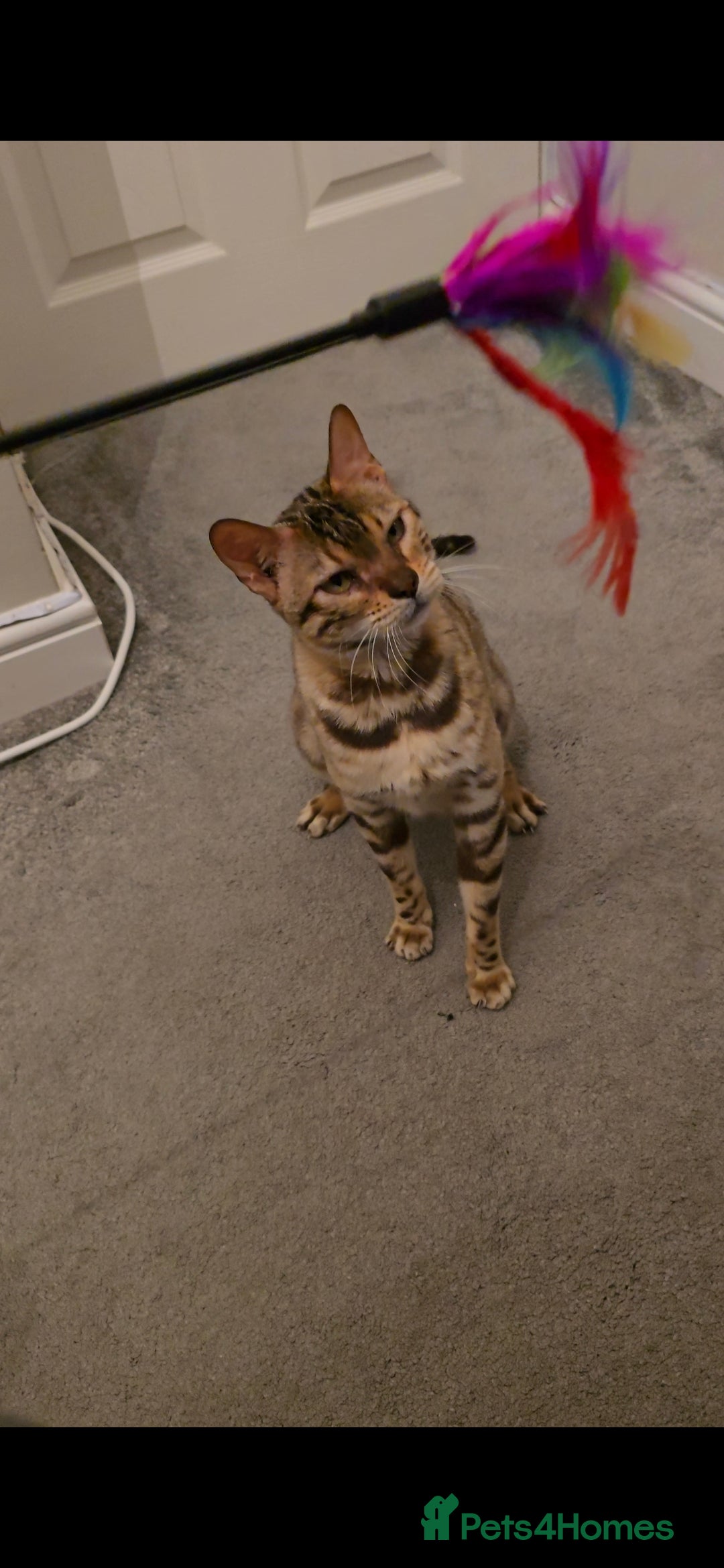 Bengal cats for sale: 🔥ELITE IMPORTED SEAL SEPIA BENGAL QUEEN ACTIVE⭐ - Advert 5