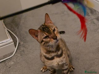 Bengal cats 🔥ELITE IMPORTED SEAL SEPIA BENGAL QUEEN ACTIVE⭐ - Advert 8