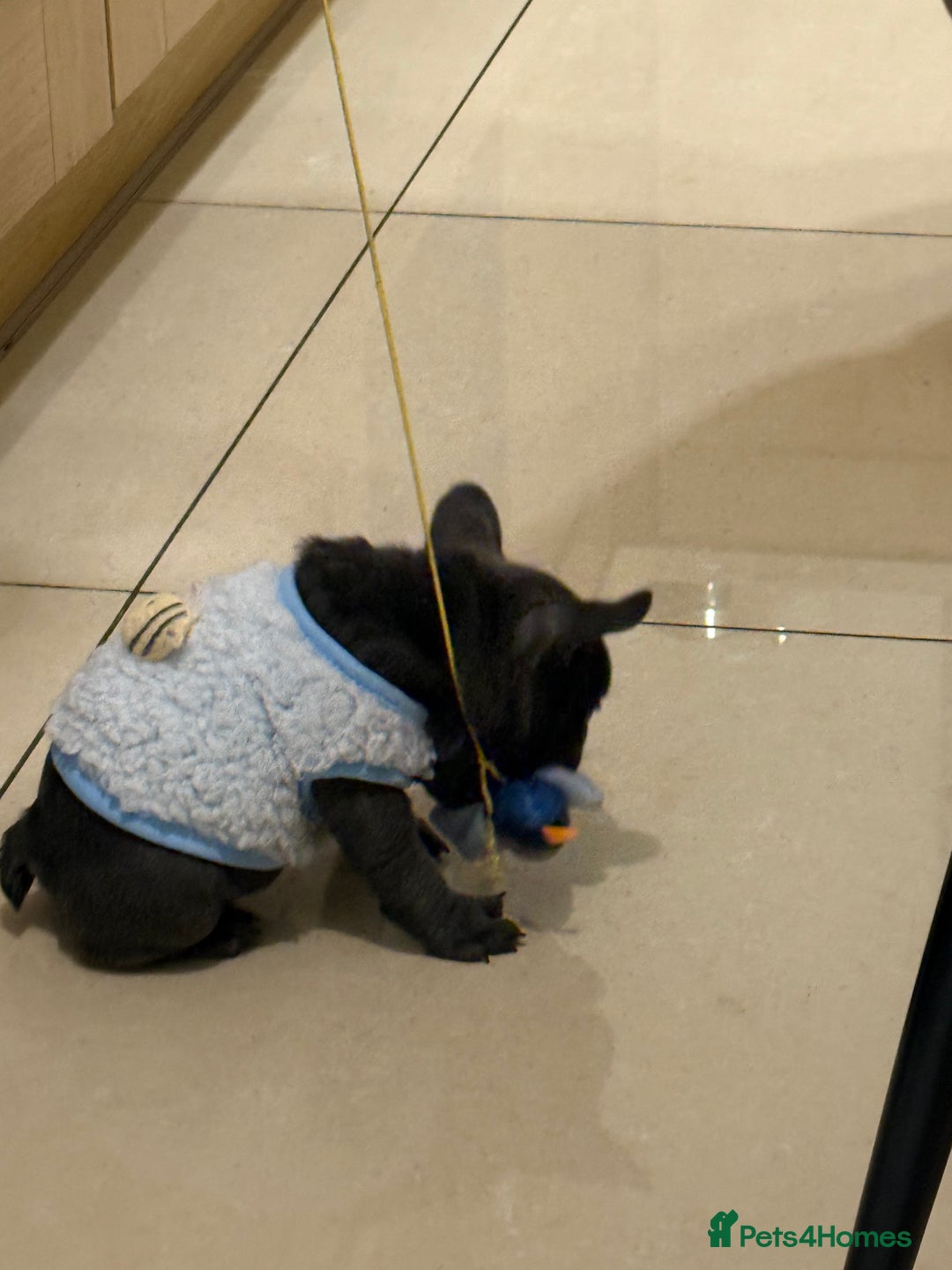 French Bulldog dogs for sale: French Bulldog Puppy (Female) - Advert 3